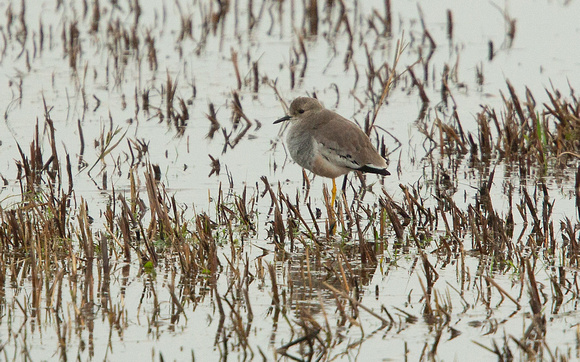 2021 11 16 White tailed Lapwing Blacktoft Sands RSPB East Yorkshire_Z5A0246