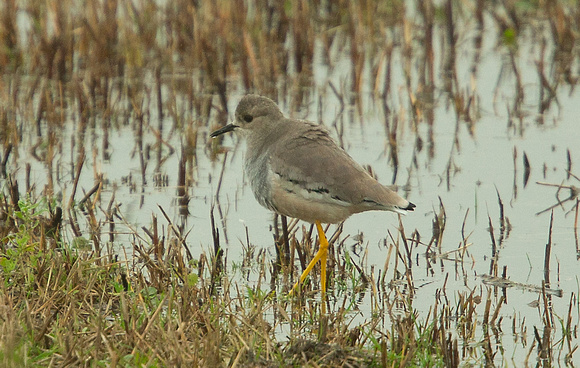 2021 11 16 White tailed Lapwing Blacktoft Sands RSPB East Yorkshire_Z5A0356