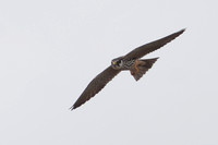 2025 05 14 Hobby Hickling Norfolk_81A1898