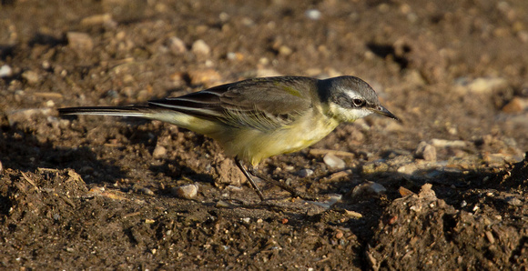 2020 01 04 Eastern Yellow Wagtail (tschutscensis) Sedgeford Norfolk_Z5A2555 (2)