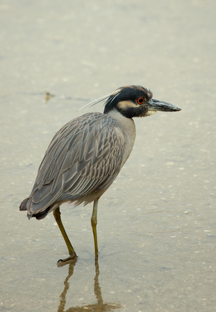 2020 01 31 Yellow Crowned Night Heron Big Bend Power Plant Florida_Z5A3850