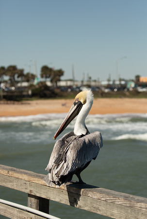 2020 02 02 Brown Pelican Flagler Pier Florida_Z5A5030
