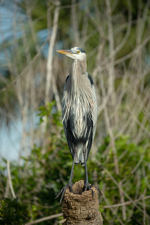 2020 02 04 Great Blue Heron Merritt Island National Wildlife Refuge Florida_Z5A6316