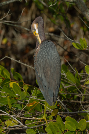 2020 02 04 Tricoloured Heron Merritt Island National Wildlife Refuge Florida_Z5A5712
