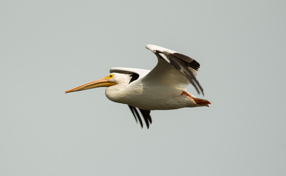 2020 02 04 White Pelican Merritt Island National Wildlife Refuge Florida_Z5A5847