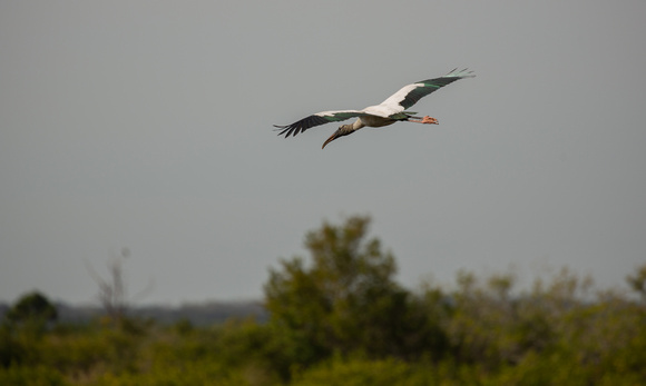 2020 02 04 Wood Stork Merritt Island National Wildlife Refuge Florida_Z5A5925