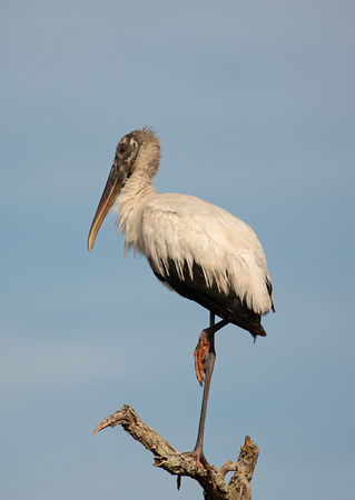 2020 02 04 Wood Stork Merritt Island National Wildlife Refuge Florida_Z5A6306