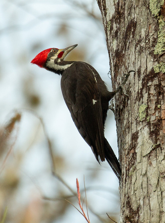 2020 02 05 Pileated Woodpecker Corkscrew Swamp Sanctuary Florida_Z5A6629