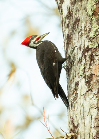 2020 02 05 Pileated Woodpecker Corkscrew Swamp Sanctuary Florida_Z5A6647