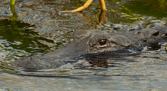 2020 02 06 American Alligator Everglades Florida_Z5A6924