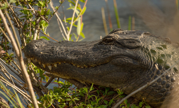 2020 02 06 American Alligator Everglades Florida_Z5A7032