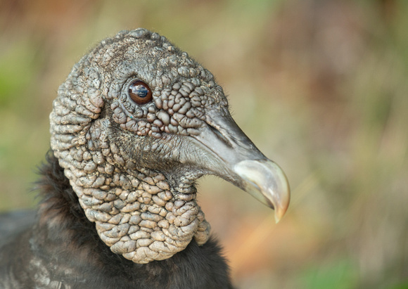 2020 02 06 Black Vulture Everglades Florida_Z5A7289