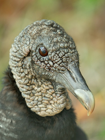 2020 02 06 Black Vulture Everglades Florida_Z5A7300