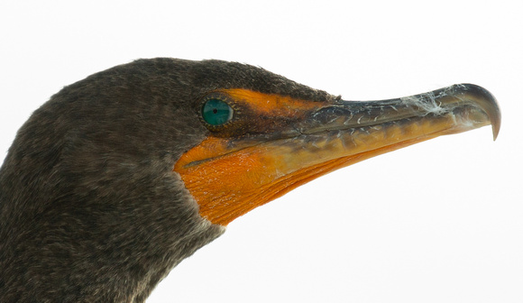 2020 02 06 Double Crested Cormorant Everglades Florida_Z5A7015