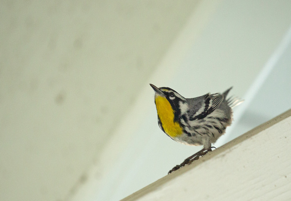 2020 02 06 Yellow Throated Warbler Everglades Florida_Z5A7437