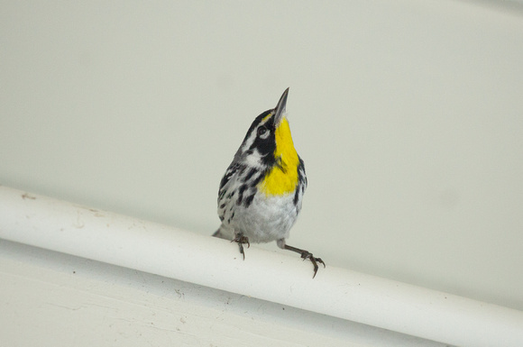 2020 02 06 Yellow Throated Warbler Everglades Florida_Z5A7442