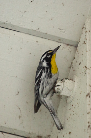 2020 02 06 Yellow Throated Warbler Everglades Florida_Z5A7487