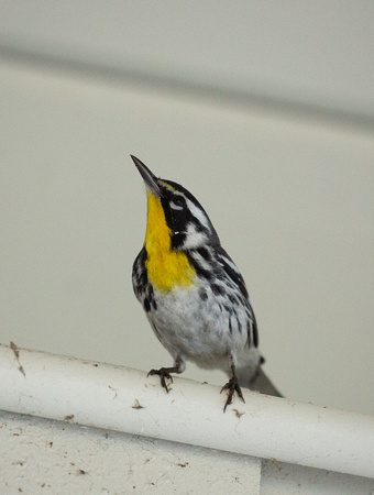 2020 02 06 Yellow Throated Warbler Everglades Florida_Z5A7499