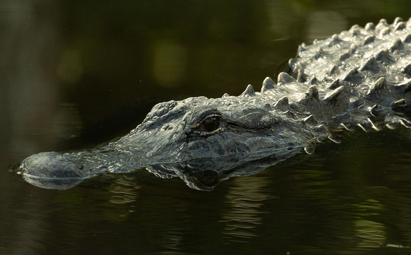 2020 02 07 American Alligator The Loop Road Big Cypress National Preserve Florida_Z5A7657
