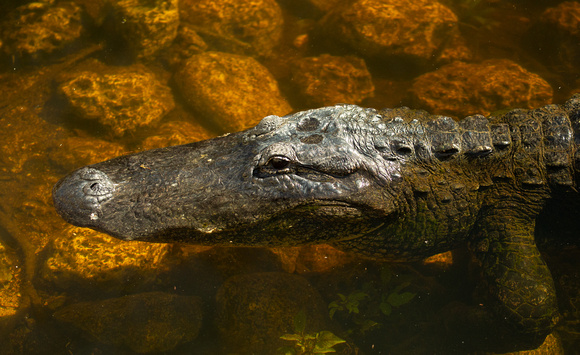 2020 02 07 American Alligator The Loop Road Big Cypress National Preserve Florida_Z5A7801