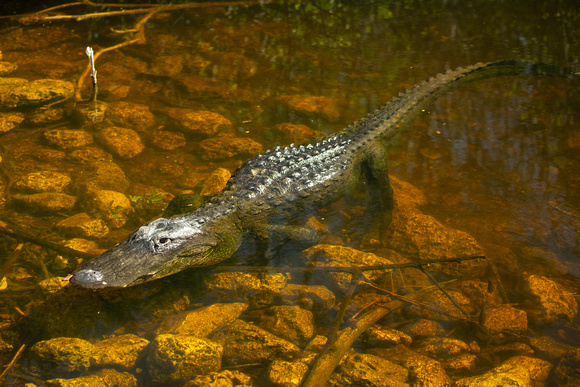 2020 02 07 American Alligator The Loop Road Big Cypress National Preserve Florida_Z5A7804