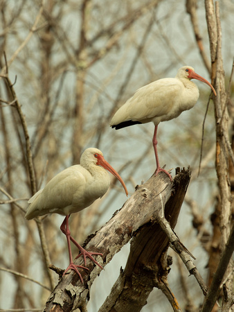 2020 02 08 American White Ibis Everglades National Park Florida_Z5A8935