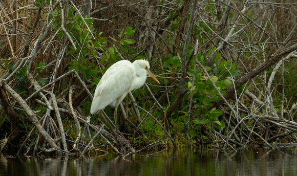 2020 02 08 Great Blue Heron (White Morph) Everglades National Park Florida_Z5A8766