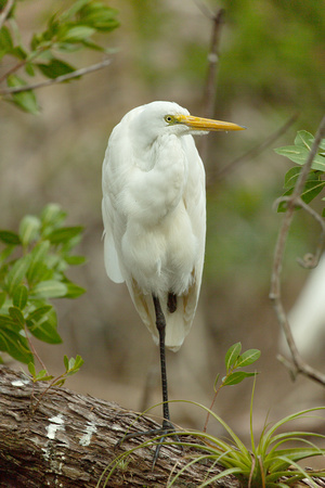 2020 02 08 Great Egret Everglades National Park Florida_Z5A8953