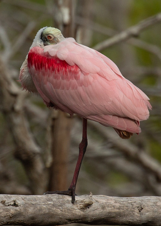 2020 02 08 Roseate Spoonbill Everglades National Park Florida_Z5A8915