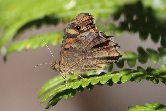2024 07 10 Madeiran Speckled Wood Parque Ecologico Funchal Madeira_81A3975