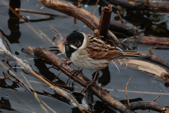 2024 03 17 Reed Bunting Minsmere Suffolk_81A3074