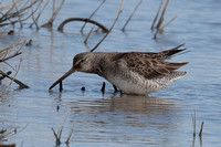 2024 03 23 Long Billed Dowitcher Cley Marshes Norfolk_81A3984