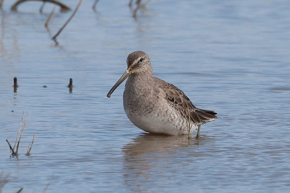2024 03 23 Long Billed Dowitcher Cley Marshes Norfolk_81A4011
