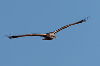 2024 03 23 Marsh Harrier Cley Marshes Norfolk_81A4308