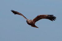 2024 03 23 Marsh Harrier Cley Marshes Norfolk_81A4390