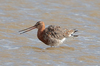 2024 03 23 Black tailed Godwit Cley Marshes Norfolk_81A4130