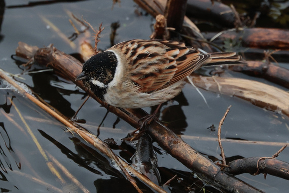 2024 03 17 Reed Bunting Minsmere Suffolk_81A3078