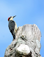 Black-Cheeked Woodpecker   Ecuador IMG_1898