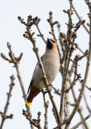2020 03 17 Waxwing Salthouse Norfolk_Z5A0403