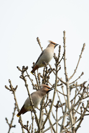 2020 03 17 Waxwing Salthouse Norfolk_Z5A0442