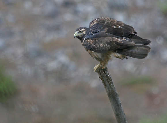 Black-Chested Buzzard-Eagle Ecuador IMG_3486
