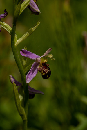 2020 06 09 Bee Orchid Overstrand Norfolk_Z5A3596