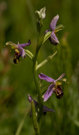 2020 06 09 Bee Orchid Overstrand Norfolk_Z5A3602