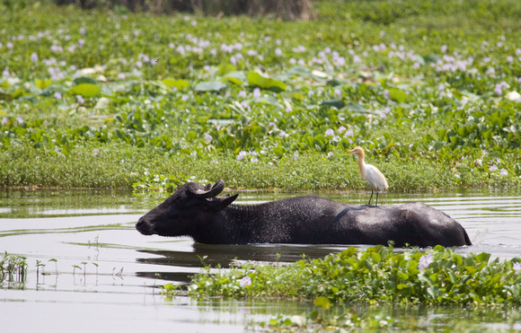 Water Buffalo Sri Lanka_MG_3482