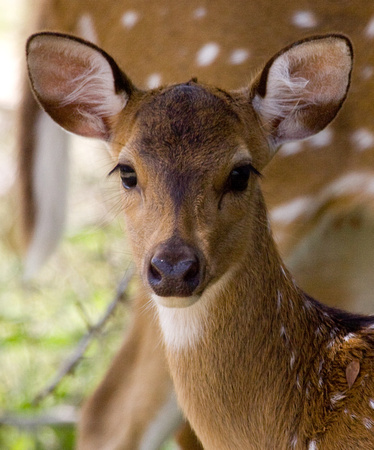 Spotted Deer Sri Lanka_MG_1931