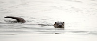 Otter Norfolk IMG_6496