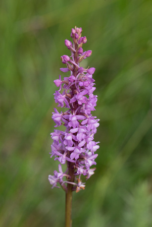 2020 07 14 Fragrant Orchid Beeston Heath Norfolk_Z5A5701