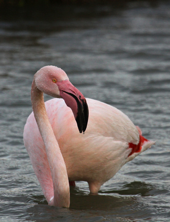 Greater Flamingo France IMG_4091