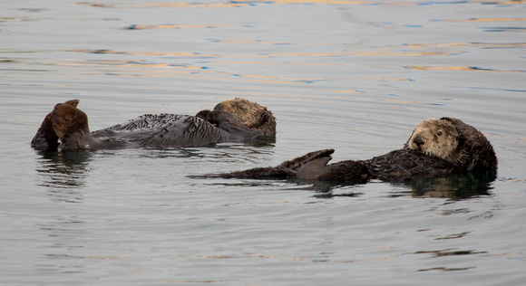 Sea Otter California_Z5A2496