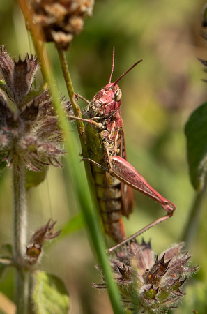 2020 08 11 Meadow Grasshopper Aston Rowants Oxfordshire_Z5A7417
